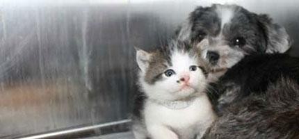 西施犬拯救小貓咪