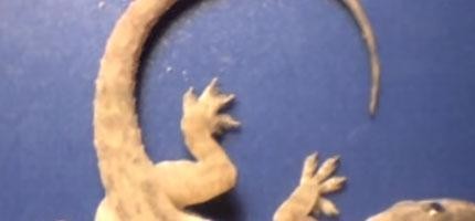 螞蟻在幾個小時內把一隻壁虎吃盡_FT