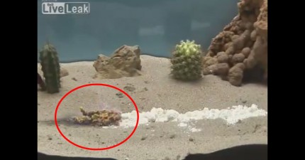 硫氰酸汞法老之蛇