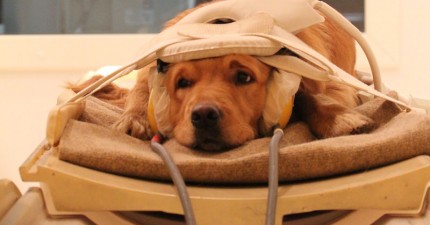 科學家說狗狗愛人類嗎