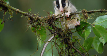 2014年新發現品種