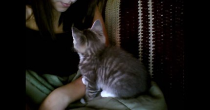 貓咪睡覺前親主人