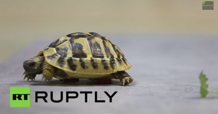 小烏龜樂高輪子