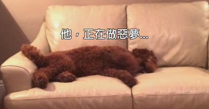 狗狗做惡夢安慰