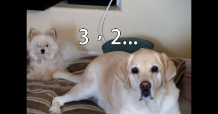 狗狗開心搖尾巴打到小狗