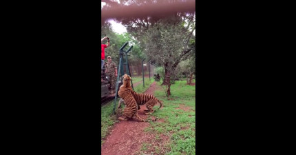 老虎跳起來接住肉