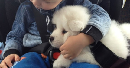 超可愛薩摩耶犬