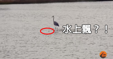 大藍鷺水上滑翔