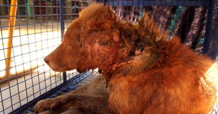 狗狗全身長滿蛆