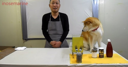 不要跟狗狗一起作菜