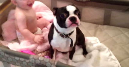 波士頓梗早上超可愛儀式