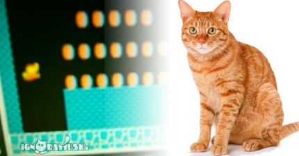 貓咪聽到瑪莉歐跳