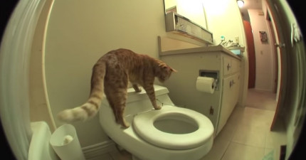 貓咪自己上大號