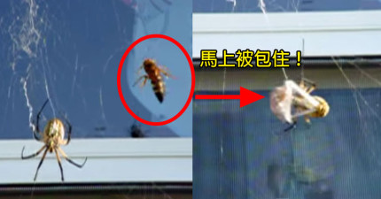 黃蜂被蜘蛛包住