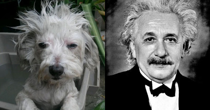 不像狗狗的狗狗