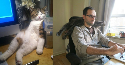 不想讓你工作貓咪