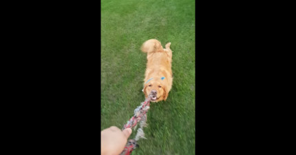 不懂跟主人拔河的狗狗