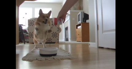 狗狗吃東西超興奮