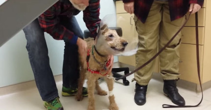 狗狗失明看到主人超開心