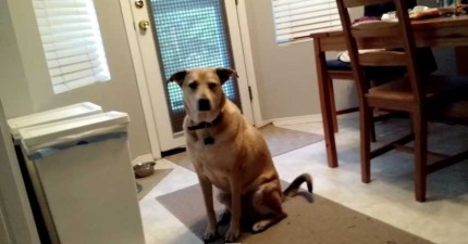 狗狗開食物櫃超開心