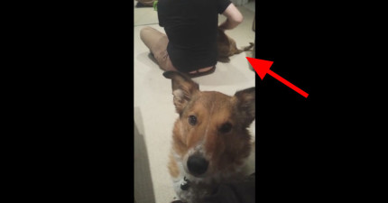 狗狗不爽新成員6