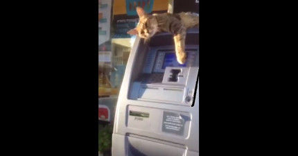 貓咪阻礙提款機