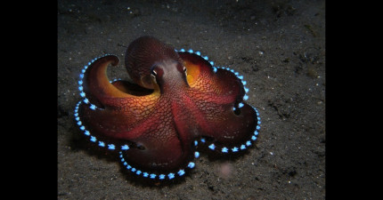 感人的動物照片