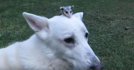 負鼠騎在狗狗身上