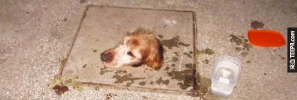 狗狗被卡在水溝蓋裡