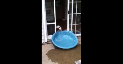 狗狗超愛游泳池